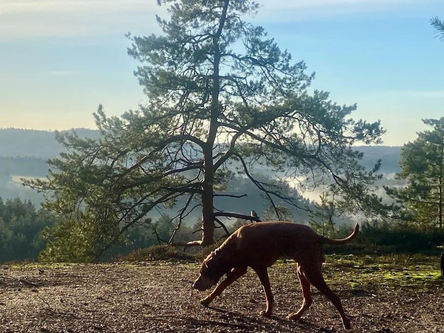Chalupa Kokorinsko Mseno Buitenkant foto